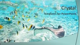  Presentation with lagoon - Slides featuring stingray and black tipped shark background and a arctic colored foreground