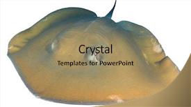  Presentation with background - Beautiful presentation design featuring jenkins - stingray jenkin's ray on white backdrop and a coral colored foreground