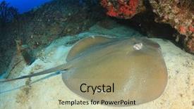  Presentation with neck x ray - Amazing slide set having jenkins - stingray jenkin's ray backdrop and a mint green colored foreground