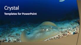  Presentation with gamma ray particle accelerator - Amazing presentation theme having jenkins - stingray jenkin's ray backdrop and a  colored foreground