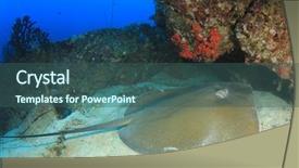  Presentation with x ray of a human - Cool new theme with jenkins - stingray jenkin's ray backdrop and a  colored foreground