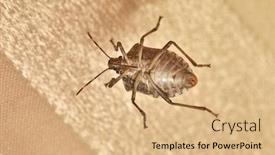  Presentation with stink - Slide deck with stink-bug-crawling background and a coral colored foreground