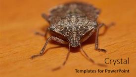  Presentation with stink - Beautiful slides featuring stink-bug-on-a-table backdrop and a gold colored foreground