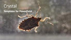 Presentation with stink - Theme with stink-bug-on-a-window background and a gray colored foreground