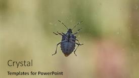  Presentation with stink - Slides consisting of stink-bug-on-a-window background and a coral colored foreground