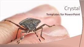  Presentation with stink - Slide deck enhanced with stink-bug-on-human-hand background and a sky blue colored foreground