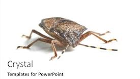  Presentation with stink - Presentation theme featuring stink-bug-on-white-background background and a white colored foreground