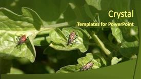  Presentation with stink - Audience pleasing presentation theme consisting of stink bugs in diffrent stages backdrop and a tawny brown colored foreground