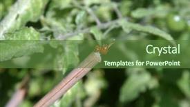  Presentation with stink - Amazing presentation design having stink bugs in diffrent stages backdrop and a tawny brown colored foreground