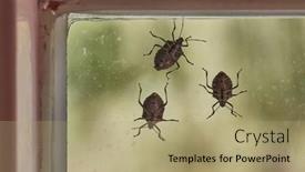  Presentation with stink - PPT theme enhanced with stink-bugs-on-a-window background and a coral colored foreground