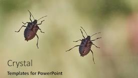  Presentation with stink - Slides with stink-bugs-on-a-window background and a mint green colored foreground