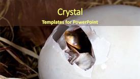  Presentation with first - Slide set consisting of stips - duckling just after it started background and a tawny brown colored foreground