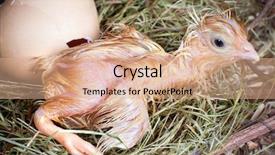  Presentation with chick - Audience pleasing slide deck consisting of stips - first helpless steps backdrop and a coral colored foreground