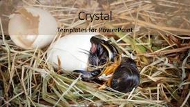  Presentation with last - Slides enhanced with stips - little hatching duckling paying its background and a coral colored foreground