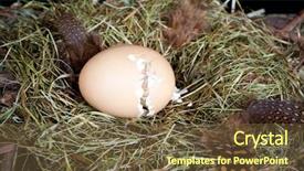 Presentation with chick - Amazing presentation theme having stips - little unborn chick trying backdrop and a tawny brown colored foreground