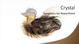  Presentation with newborn - PPT layouts featuring stips - newborn duckling and egg isolated background and a  colored foreground