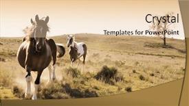  Presentation with cattle - Presentation theme enhanced with stock horses on an australian background and a lemonade colored foreground