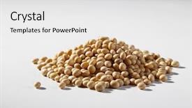  Presentation with soy bean - Colorful PPT theme enhanced with stock images of the soya backdrop and a white colored foreground