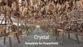  Presentation with iceland - Slide deck having stockfish cod drying in the sun hanging on the wooden construction iceland background and a gray colored foreground