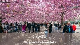  Presentation with flowery - 