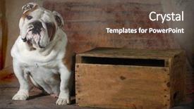  Presentation with english alphabet set in old - Cool new PPT layouts with stoic - english bulldog sitting looking backdrop and a tawny brown colored foreground