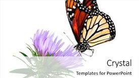  Presentation with monarch butterfly - Presentation having stoke aster flower and monarch background and a white colored foreground