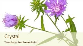  Presentation with white lotus flower - Theme with stoke's aster stokesia laevis background and a  colored foreground