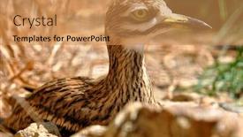  Presentation with stone - Audience pleasing presentation design consisting of stone-curlew-burhinus-oedicnemus backdrop and a coral colored foreground