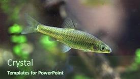  Presentation with stone - Slide set featuring stone-moroko-pseudorasbora-parva background and a tawny brown colored foreground