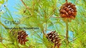  Presentation with pine - Cool new PPT layouts with close-up lat pinus pinea backdrop and a gold colored foreground