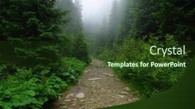  Presentation with forest road - Amazing presentation having stone-road-in-a-coniferous backdrop and a tawny brown colored foreground