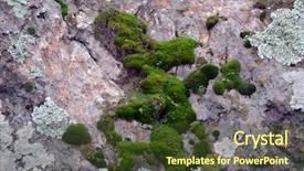  Presentation with bryophytes moss and lichen - Presentation theme having stone the southern bug river background and a tawny brown colored foreground