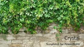  Presentation with green industries plant - Audience pleasing presentation theme consisting of stone wall and green plants backdrop and a mint green colored foreground