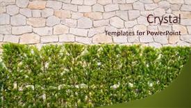  Presentation with ancient greek of stone - PPT theme having stone wall with green plants background and a  colored foreground