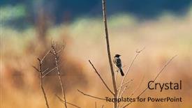  Presentation with asia - Amazing presentation design having stonechat asian stonechat old world backdrop and a coral colored foreground