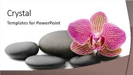  Presentation with orchid - Theme enhanced with stones and orchid background and a white colored foreground