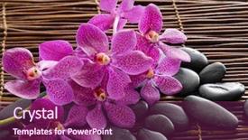  Presentation with orchid - Audience pleasing theme consisting of stones with orchid on mat backdrop and a violet colored foreground
