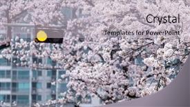  Presentation with cherry - Amazing PPT theme having stoplight - town street view of cherry backdrop and a light gray colored foreground