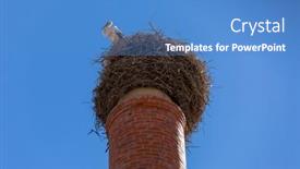  Presentation with algarve - PPT theme consisting of stork-in-a-large-nest background and a teal colored foreground