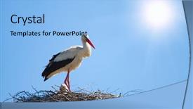  Presentation with sky sun - PPT layouts featuring stork in a nest blue background and a light blue colored foreground