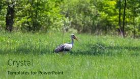  Presentation with meadow - Cool new theme with stork-in-green-meadow backdrop and a seafoam green colored foreground
