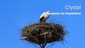  Presentation with poland - Slide deck consisting of stork-in-the-nest-against background and a  colored foreground