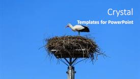  Presentation with poland - PPT theme with stork-in-the-nest-against background and a teal colored foreground