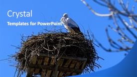 Presentation with poland - Presentation theme featuring stork-in-the-nest-against background and a light blue colored foreground