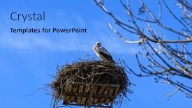 Presentation with poland - Presentation theme enhanced with stork-in-the-nest-against background and a  colored foreground