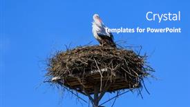  Presentation with poland - Slide deck featuring stork-in-the-nest-against background and a  colored foreground