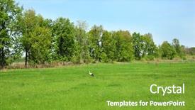  Presentation with tall - PPT theme with stork on green field background and a  colored foreground