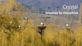  Presentation with breeding - Presentation theme enhanced with storks breeding centre de reintroduction des cigognes hunawihr alsace france background and a gray colored foreground