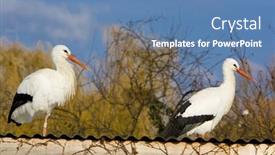  Presentation with breeding - Amazing PPT theme having storks breeding centre de reintroduction des cigognes hunawihr alsace france backdrop and a teal colored foreground