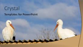  Presentation with breeding - Beautiful PPT layouts featuring storks breeding centre de reintroduction des cigognes hunawihr alsace france backdrop and a teal colored foreground